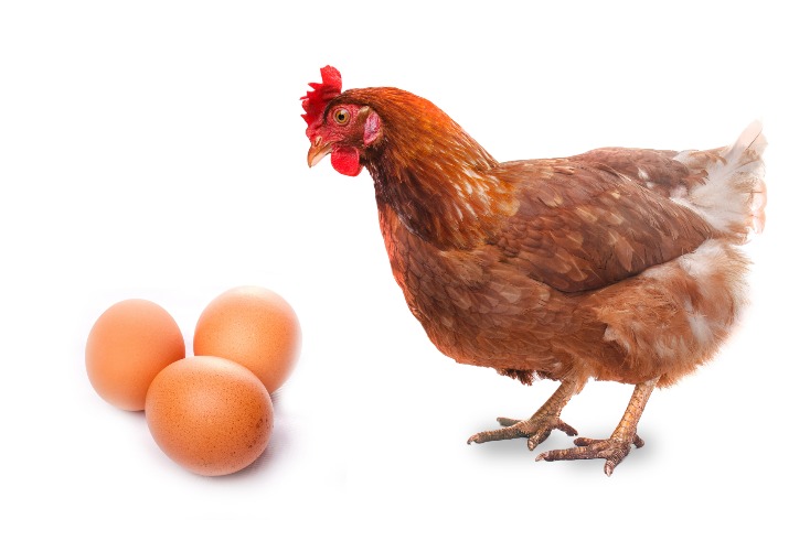 Nelson-Field: the Attention Economy’s chicken and egg question