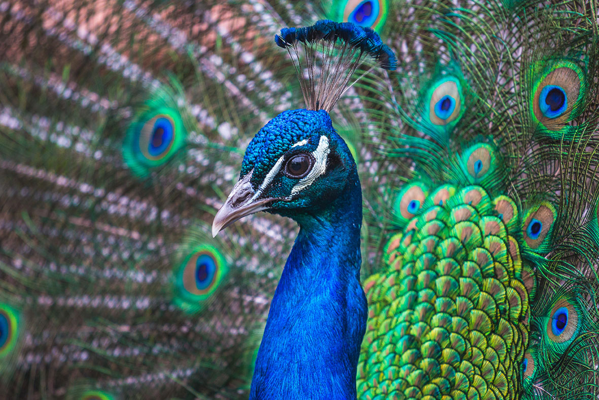 What stars in Bible stories and peacocks tell us about 21st century media planning